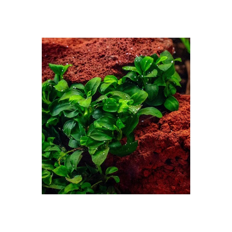 Anubias barteri nana petite/bonsai Anubias barteri nana petite/bonsai