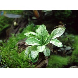 anubias nana white pinto