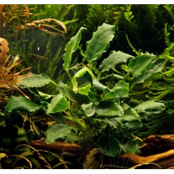 Anubias barteri var. nana kirin