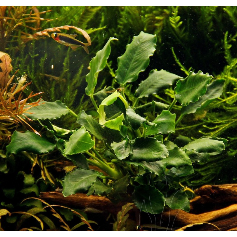 Anubias barteri var. nana kirin Anubias barteri var. nana kirin