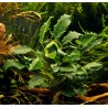 Anubias barteri var. nana kirin