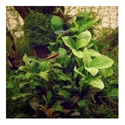 Anubias nana jade