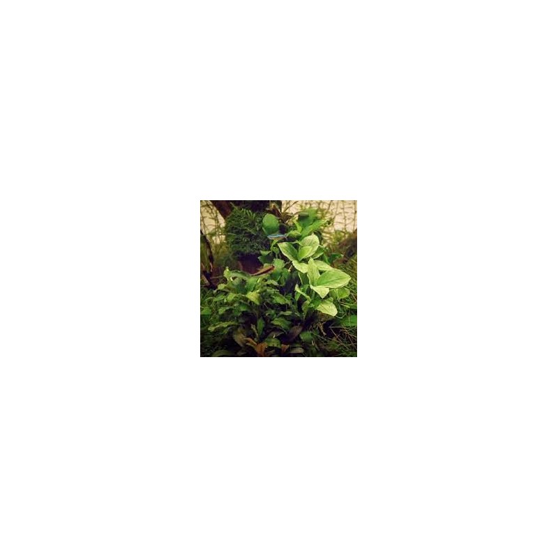 Anubias nana jade Anubias nana jade