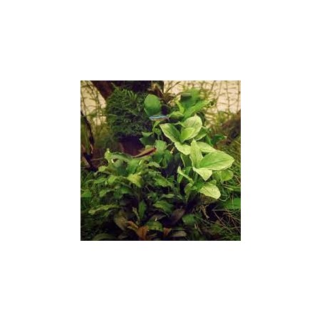 Anubias nana jade