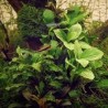 Anubias nana jade