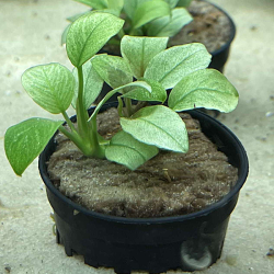 Anubias nana jade