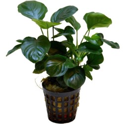 Anubias nana round leaf