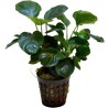 Anubias nana round leaf