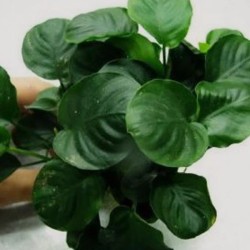 Anubias nana round leaf