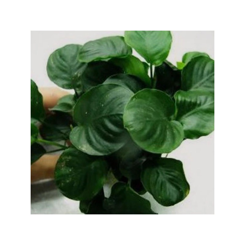 Anubias nana round leaf