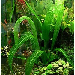 Aponogeton boivinianus