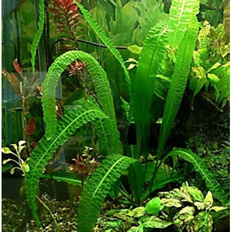 Aponogeton boivinianus