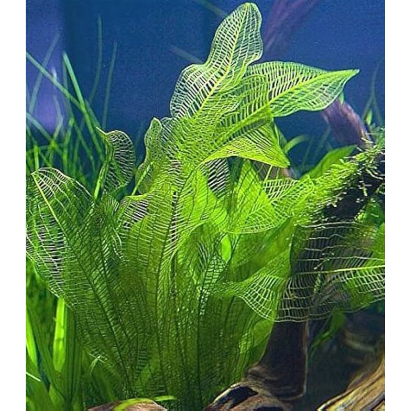 Aponogeton henkelianus