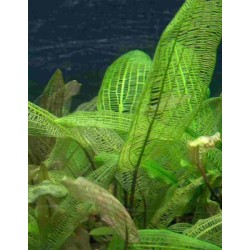 Aponogeton madagascarensis knolle