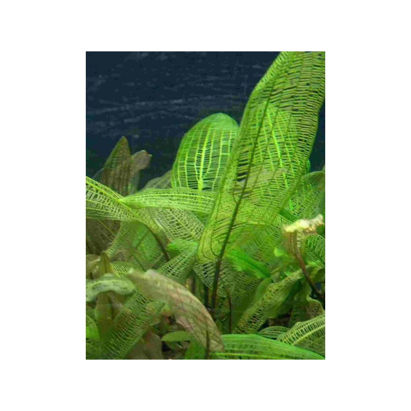 Aponogeton madagascarensis knolle Aponogeton madagascarensis knolle