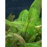 Aponogeton madagascarensis knolle