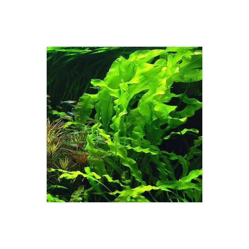 Aponogeton undulatus