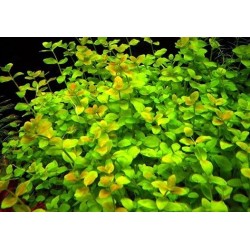 Bacopa australis