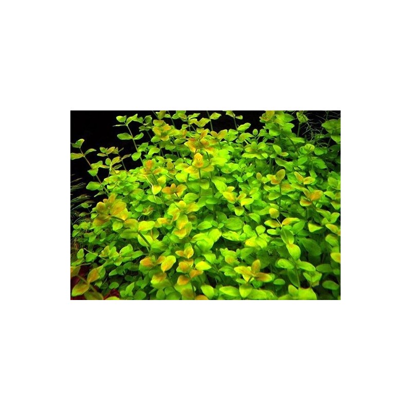 Bacopa australis