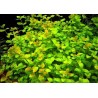 Bacopa australis
