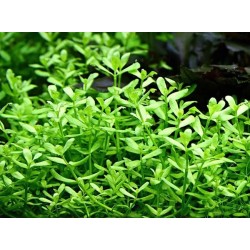 Bacopa crenata