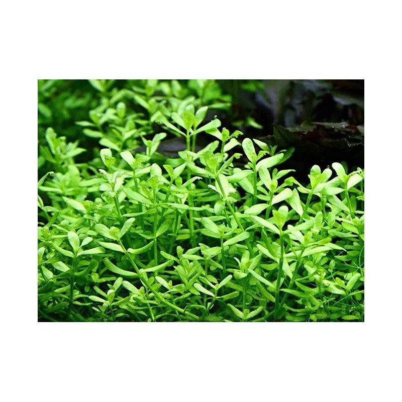 Bacopa crenata Bacopa crenata