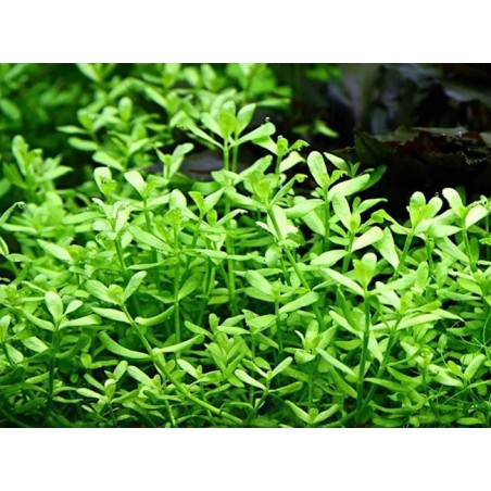 Bacopa crenata