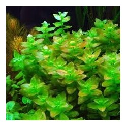 Bacopa caroliniana