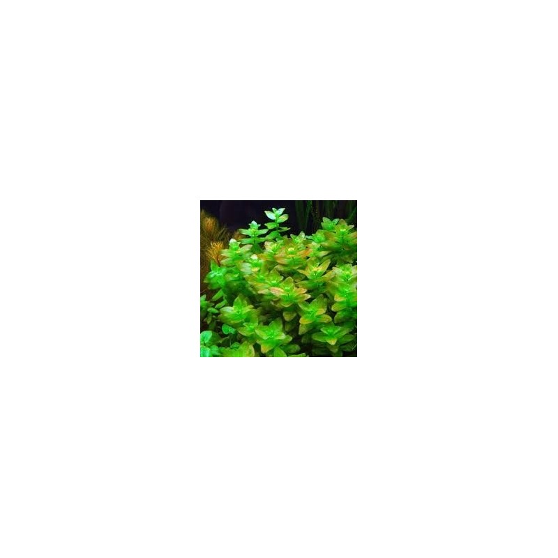 Bacopa caroliniana