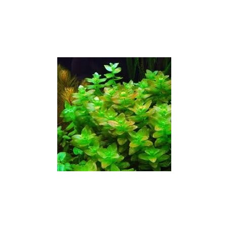 Bacopa caroliniana
