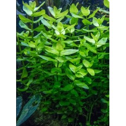 Bacopa caroliniana