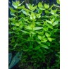 Bacopa caroliniana