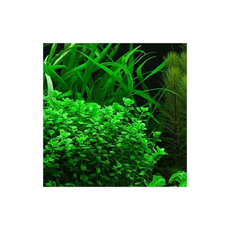 Bacopa monnieri Bacopa monnieri