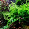 Bolbitis heudelotii