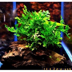 Bolbitis heteroclita difformis