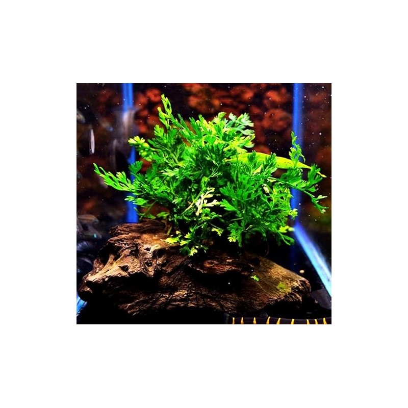 Bolbitis heteroclita difformis Bolbitis heteroclita difformis