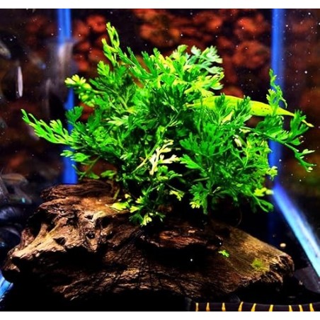 Bolbitis heteroclita difformis