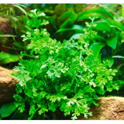 Bolbitis heteroclita difformis