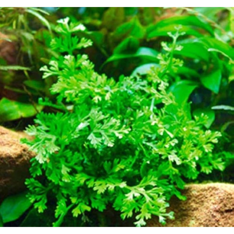 Bolbitis heteroclita difformis