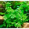 Bolbitis heteroclita difformis