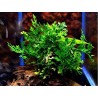 Bolbitis heudelotii difformis "baby leaf"