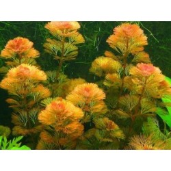 Cabomba piauhyensis (furcata)
