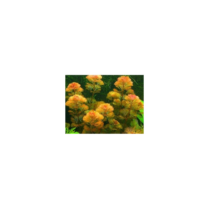 Cabomba piauhyensis (furcata) Cabomba piauhyensis (furcata)