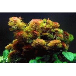 Cabomba piauhyensis (furcata)