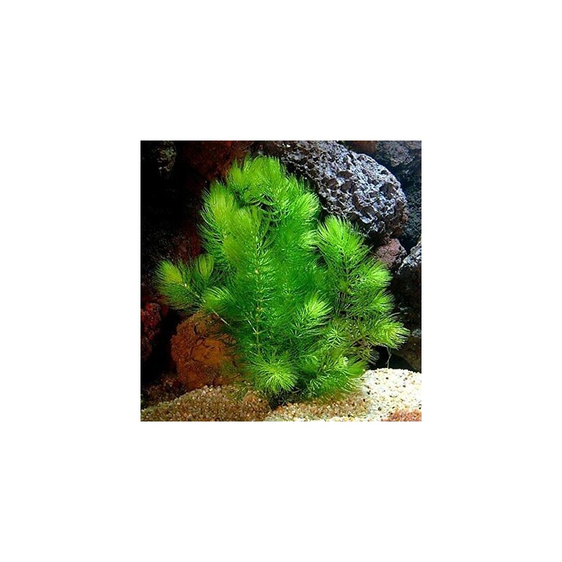 Ceratophyllum demersum