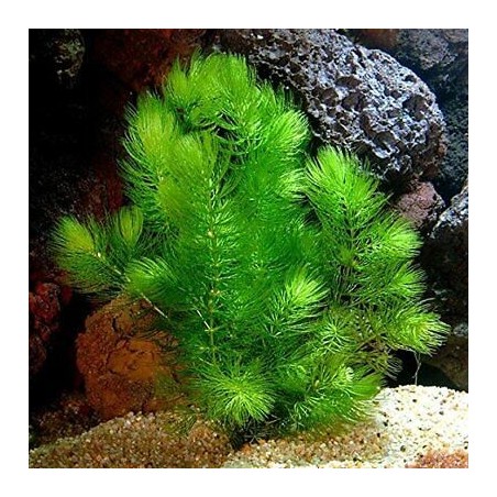 Ceratophyllum demersum