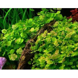 Cardamine lyrata