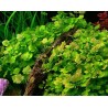 Cardamine lyrata