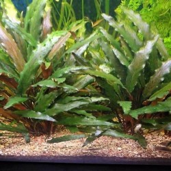 Cryptocoryne becketii