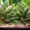 Cryptocoryne becketii